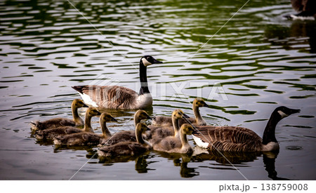 ducks and ducklings on a pond in santeny, france ducks and ducklings on a pond in santeny, france 138759008