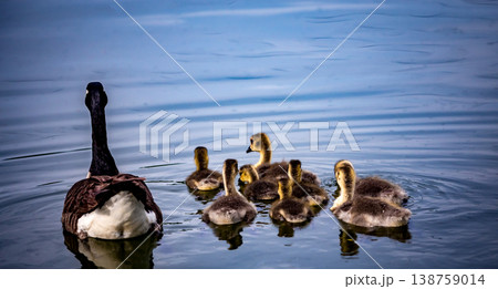 ducks and ducklings on a pond in santeny, france ducks and ducklings on a pond in santeny, france 138759014