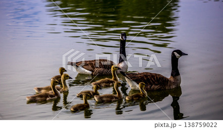ducks and ducklings on a pond in santeny, france 138759022