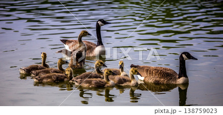 ducks and ducklings on a pond in santeny, france 138759023