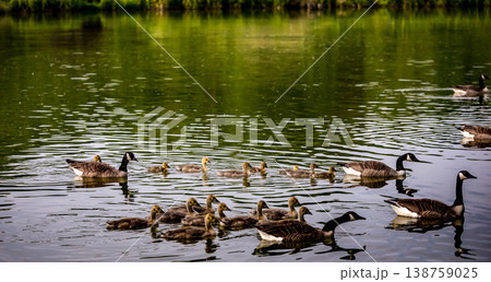 ducks and ducklings on a pond in santeny, france ducks and ducklings on a pond in santeny, france 138759025