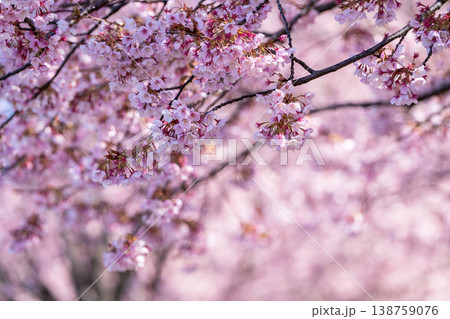 【カンザクラ】徳島中央公園の蜂須賀桜 【カンザクラ】徳島中央公園の蜂須賀桜 138759076