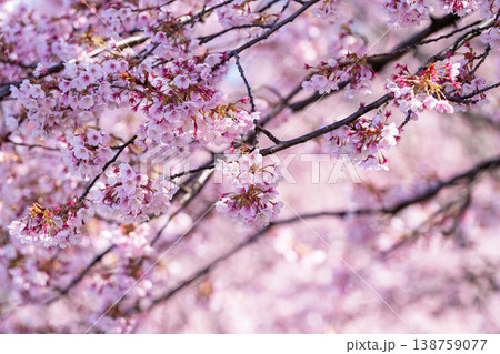 【カンザクラ】徳島中央公園の蜂須賀桜 138759077