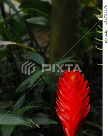 山口県の植物館で撮影したインコアナナスの深度合成写真 山口県の植物館で撮影したインコアナナスの深度合成写真 138759176