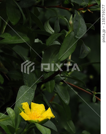 山口県の植物館で深度合成撮影したヒベルティア スカンデンスの鮮やかな黄色の花 山口県の植物館で深度合成撮影したヒベルティア スカンデンスの鮮やかな黄色の花 138759177