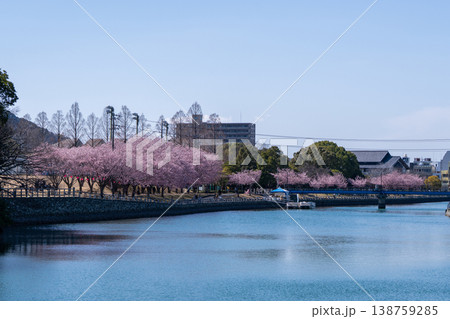 【春】徳島中央公園の蜂須賀桜 【春】徳島中央公園の蜂須賀桜 138759285