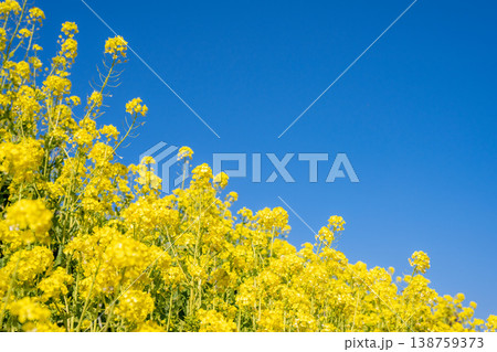 一面に広がる満開の菜の花畑 一面に広がる満開の菜の花畑 138759373