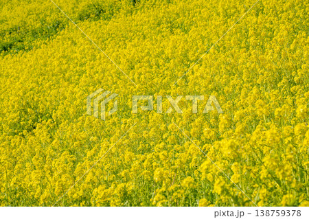 一面に広がる満開の菜の花畑 一面に広がる満開の菜の花畑 138759378
