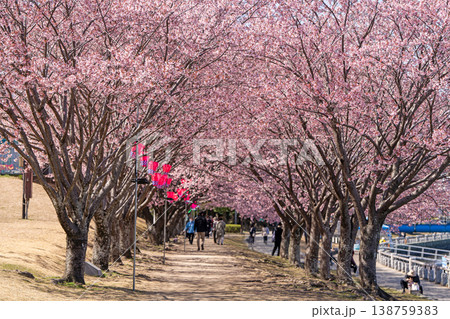【カンザクラ】徳島中央公園の蜂須賀桜 【カンザクラ】徳島中央公園の蜂須賀桜 138759383