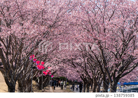 【カンザクラ】徳島中央公園の蜂須賀桜 【カンザクラ】徳島中央公園の蜂須賀桜 138759385