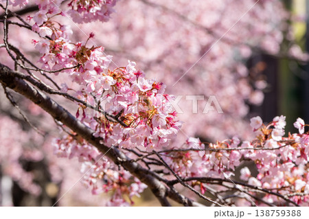【カンザクラ】徳島中央公園の蜂須賀桜 138759388