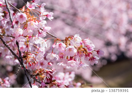 【カンザクラ】徳島中央公園の蜂須賀桜 【カンザクラ】徳島中央公園の蜂須賀桜 138759391