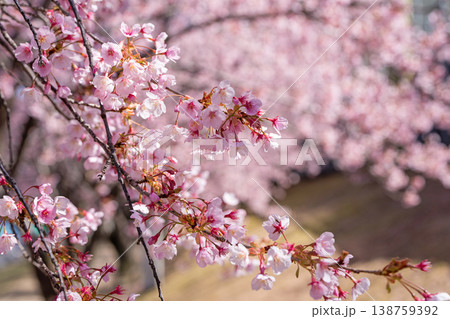 【カンザクラ】徳島中央公園の蜂須賀桜 138759392