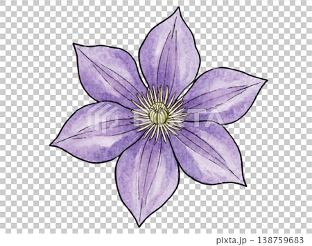 クレマチスの花の水彩イラスト シンプルなボタニカル素材 クレマチスの花の水彩イラスト シンプルなボタニカル素材 138759683