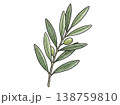 オリーブの枝 水彩風ボタニカルイラスト（透過素材） 138759810