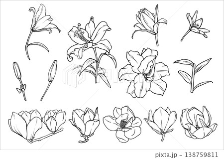 Big vector set of Lilies and Magnolia. Black and white line drawing of a magnolia and Lilies flower. Collection of Spring flowers isolated. Vector Lineart illustration of flowers. EPS10 Big vector set of Lilies and Magnolia. Black and white line drawing of a magnolia and Lilies flower. Collection of Spring flowers isolated. Vector Lineart illustration of flowers. EPS10 138759811