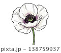 ポピーの花 水彩風ボタニカルイラスト（透過素材） 138759937