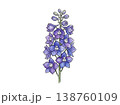 デルフィニウムの花 水彩風ボタニカルイラスト（透過素材） 138760109