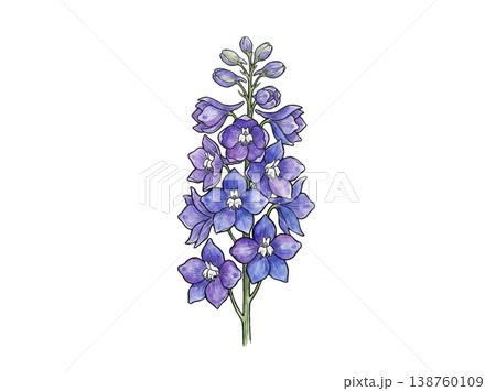 デルフィニウムの花 水彩風ボタニカルイラスト(透過素材) デルフィニウムの花 水彩風ボタニカルイラスト(透過素材) 138760109