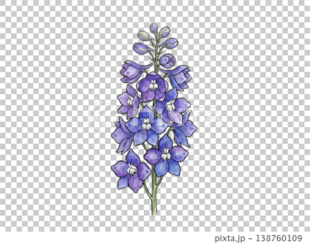 デルフィニウムの花 水彩風ボタニカルイラスト(透過素材) デルフィニウムの花 水彩風ボタニカルイラスト(透過素材) 138760109