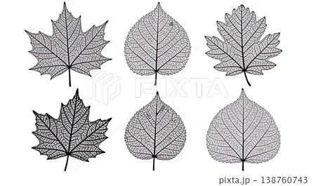 Black Solid Autumn Leaf Skeleton Silhouette Set of Six 138760743