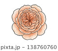 上から見たバラの花 水彩風ボタニカルイラスト（透過素材） 138760760