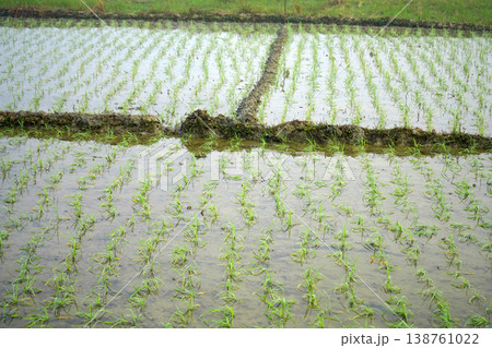 Newly planted green paddy seedlings growing in a flooded agricultural field during early morning 138761022