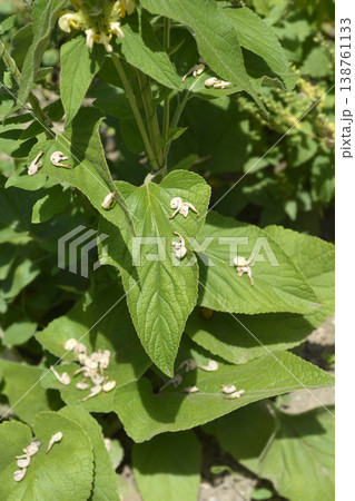 Turkish sage 138761133
