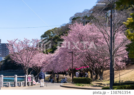 【カンザクラ】徳島中央公園の蜂須賀桜 138761354