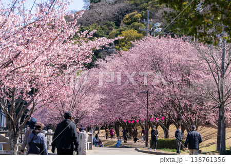 【カンザクラ】徳島中央公園の蜂須賀桜 138761356