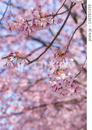 【カンザクラ】徳島中央公園の蜂須賀桜 138761358