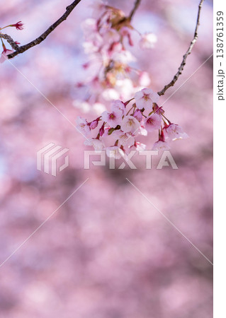 【カンザクラ】徳島中央公園の蜂須賀桜 138761359