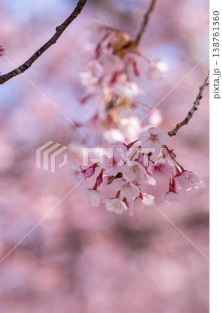 【カンザクラ】徳島中央公園の蜂須賀桜 138761360