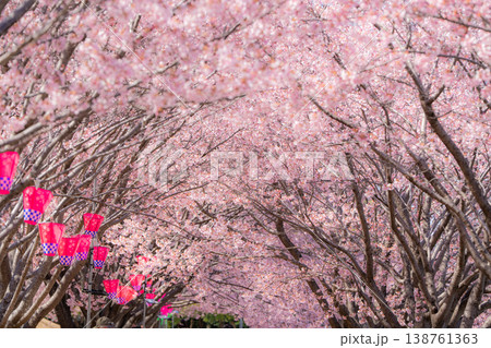 【カンザクラ】徳島中央公園の蜂須賀桜 138761363