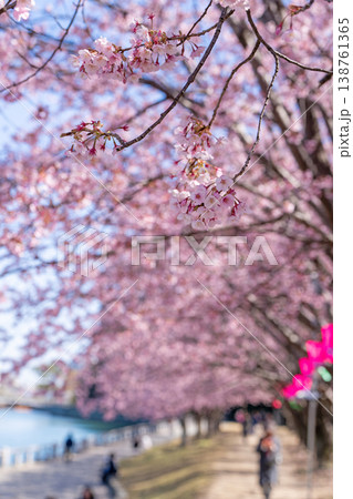 【カンザクラ】徳島中央公園の蜂須賀桜 138761365