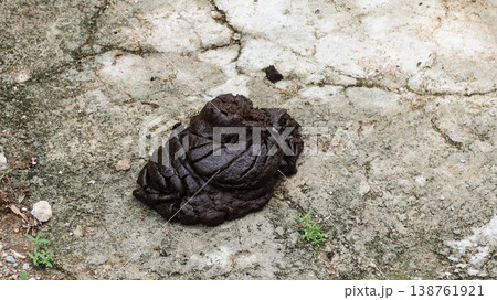 close up of cow feces on cracked concrete surface with grass patches copy space close up of cow feces on cracked concrete surface with grass patches copy space 138761921