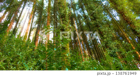 Natures tranquility is felt in this thicket of trees and green plants. 138761949