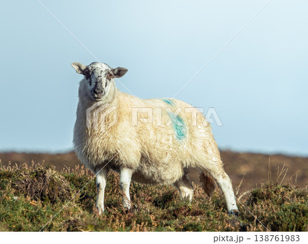 A single white sheep with a blue identification mark on its side stands on a grassy hill against a clear sky. 138761983