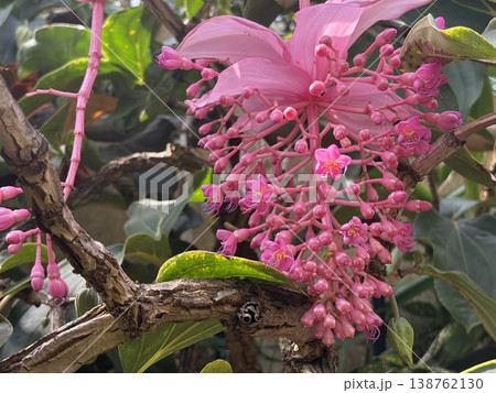 メディニラのピンクの花房 138762130