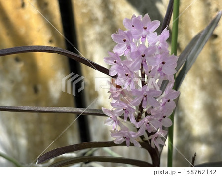 薄ピンクのデンドロビウムの小花 薄ピンクのデンドロビウムの小花 138762132