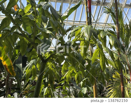 熱帯植物温室の内部 138762150
