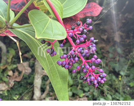 紫色の実をつける熱帯植物 紫色の実をつける熱帯植物 138762152