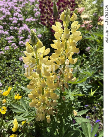 黄色いルピナスの花穂 138762156