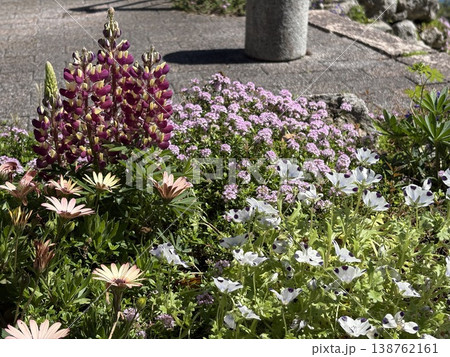 ルピナスと春の花壇 138762161