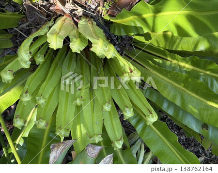 オオタニワタリの新芽 オオタニワタリの新芽 138762164