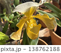 パフィオペディルムの正面 138762188