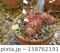 花咲くモウセンゴケの鉢植え 138762191
