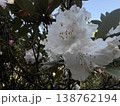 白いシャクナゲの花 138762194