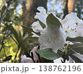 白いシャクナゲと木漏れ日 138762196