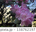 ピンクのシャクナゲと枝 138762197